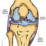 Hand drawn illustration of human knee showing the lateral collateral ligament, cruciate ligaments and the medial collateral ligament.