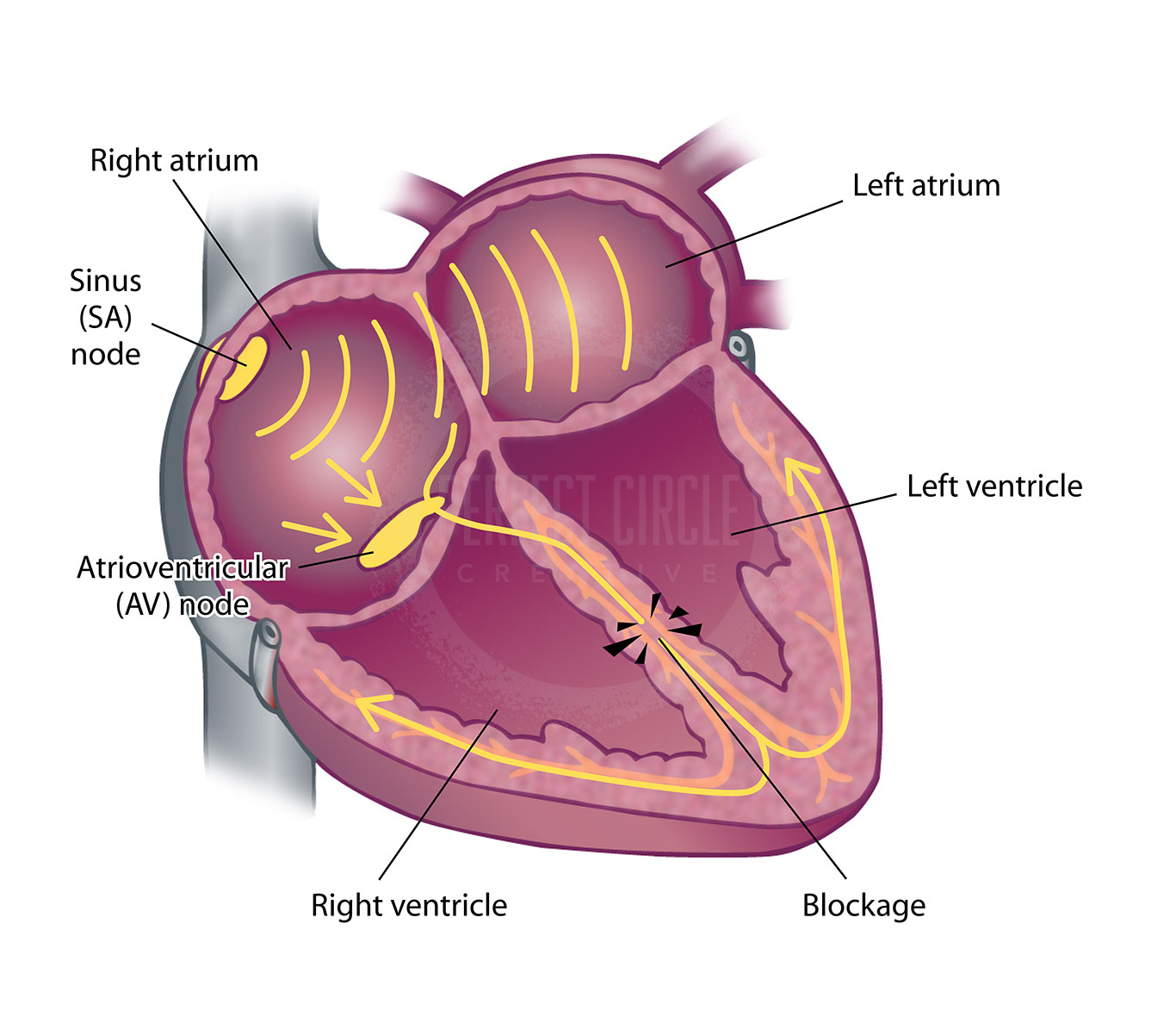 Heart Illustrations | Perfect Circle Creative